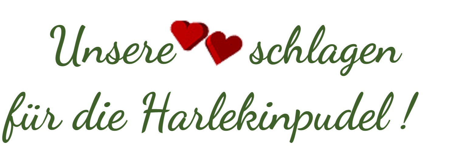 harlekin-kleinpudel.com