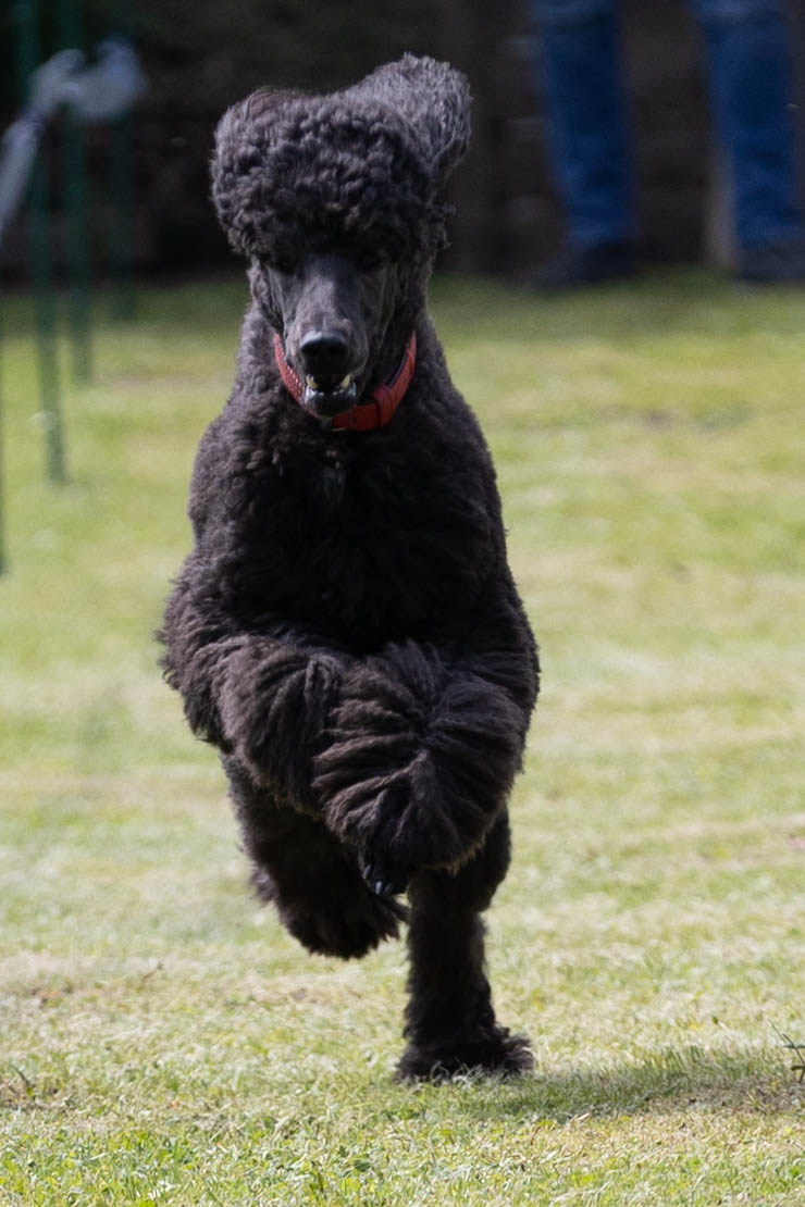 Velvet Hunderennen
